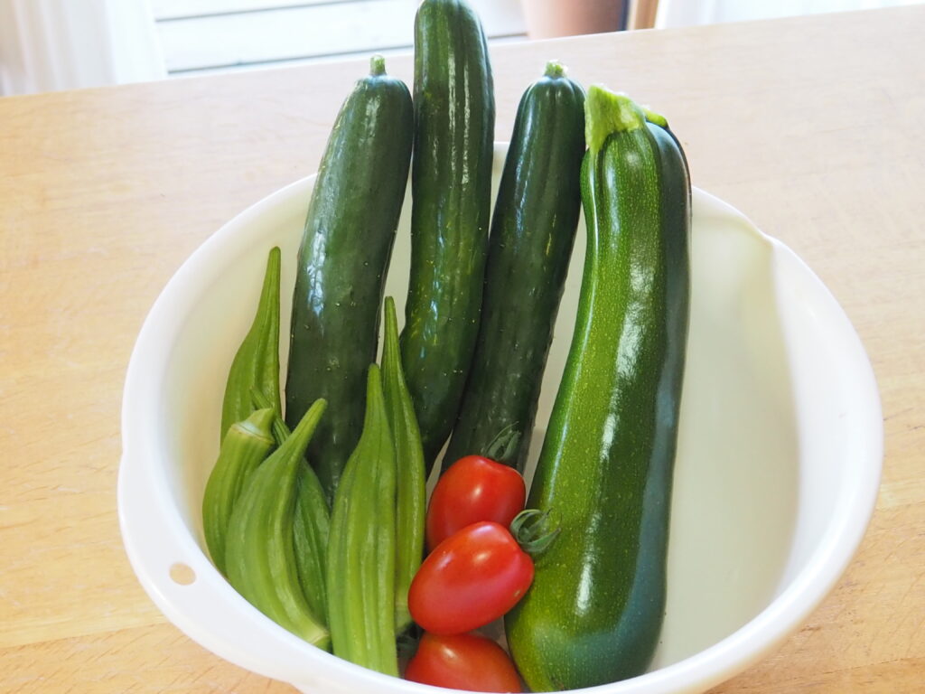 収穫した野菜