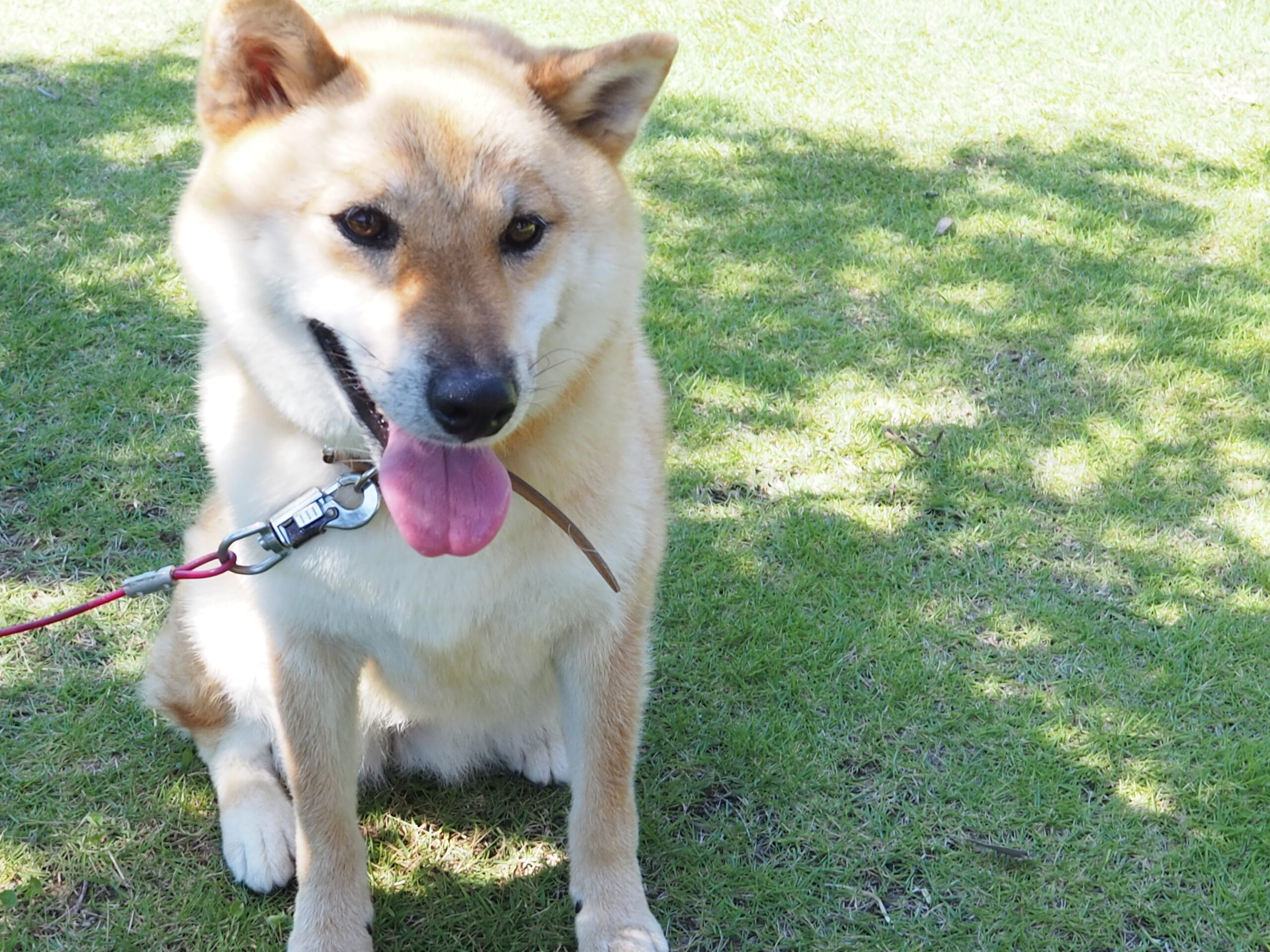 セール 感受性が強い ペットを飼えない