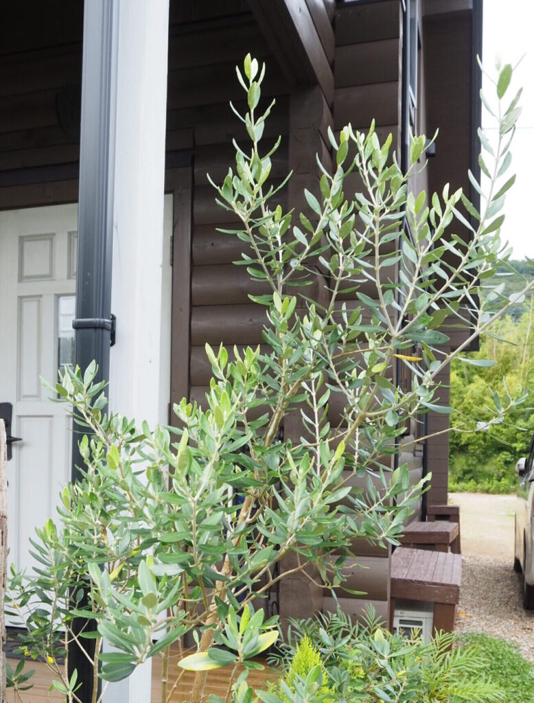 オリーブの木,植物/観葉植物 シプレッシーノ『特大、綺麗な樹形。樹高 