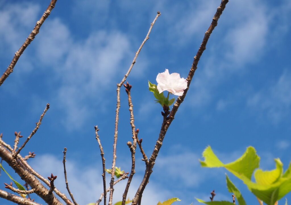 桜の「帰り花」と青空