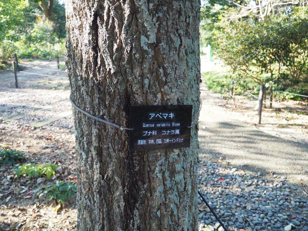 のんホイパーク「アベマキ」の木